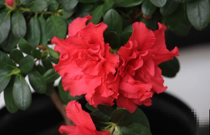 映山红不等于杜鹃花，两个标准要符合，别再搞混了！