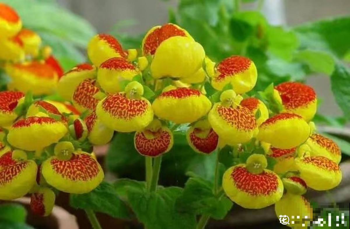 家里养盆蒲包花，开出漂亮“小荷包”，颜色鲜艳可爱