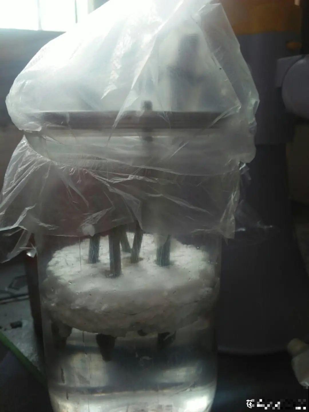 冬天扦插，只用一张塑料薄膜，就能长出小嫩芽