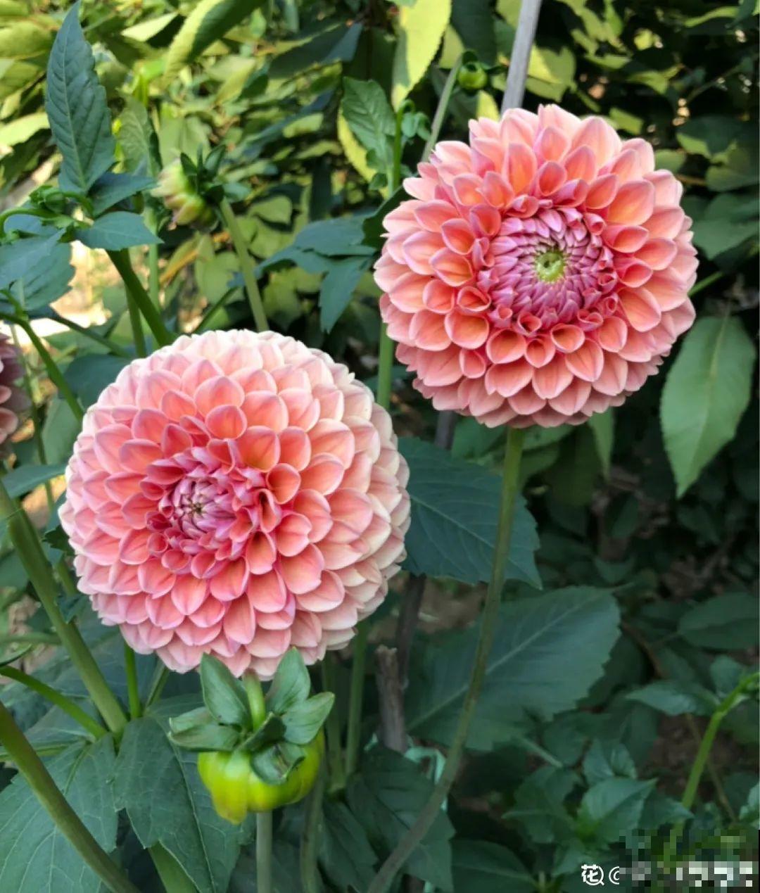 进入11月，大丽花要挖出来，明年春天再种！