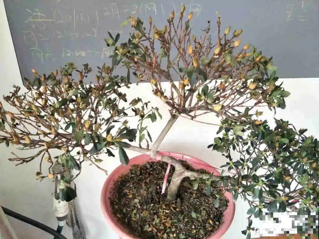 300块钱的花，一个没注意，一周掉成光杆司令