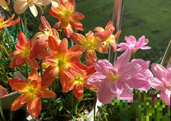 不喜欢太折腾，就养3种花吧，不管天气如何多变，都能长得旺