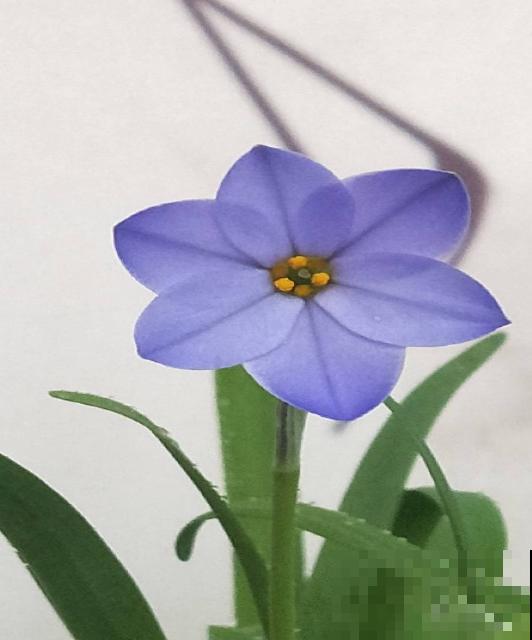 这种花是韭菜味,花朵比星星美,种一盆爱一盆! 这种花是韭菜味,花朵比星星美,种一盆爱一盆!