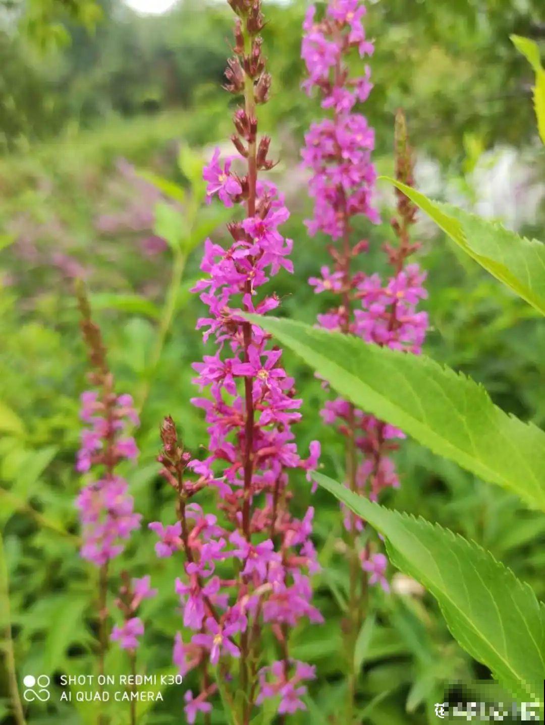 50种小时候常见的野草，现在几乎见不到了