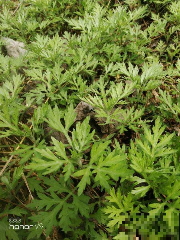 冬天适合泡脚，养生效果好，怎样泡脚才是正确的方式？