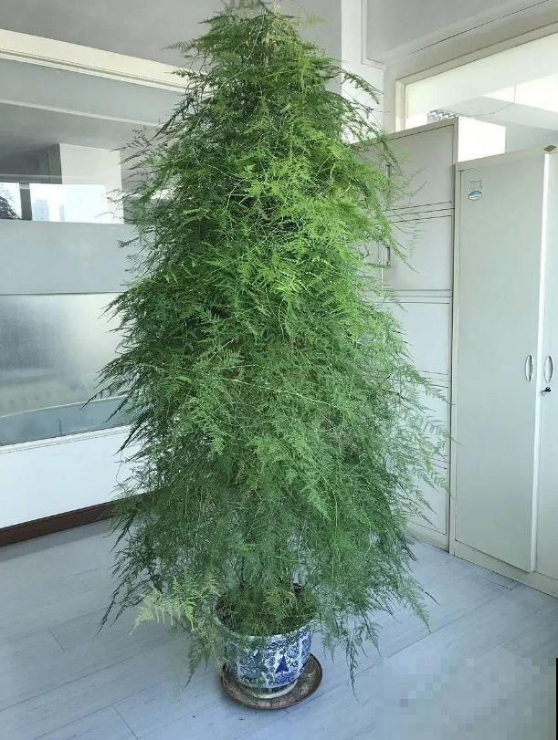 养文竹易出错的4个问题，答案在这里，看看有没有你要的！