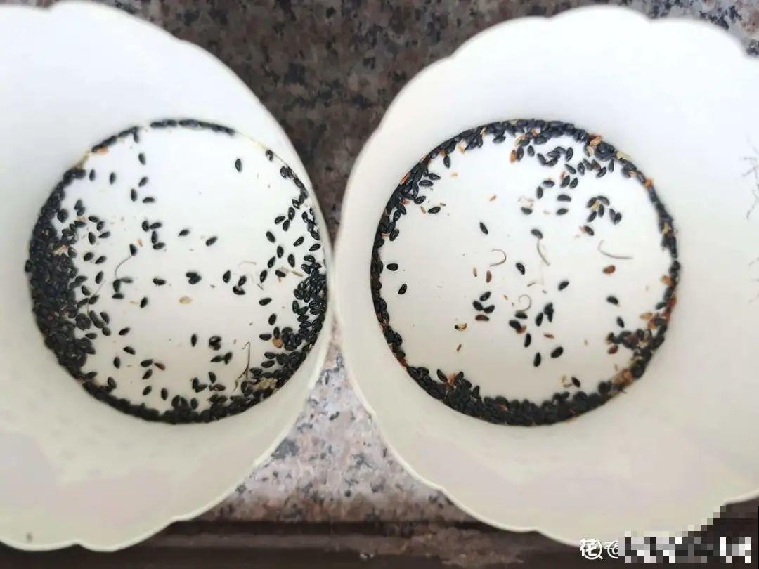 15种花，开完花就结种子，千万别丢掉