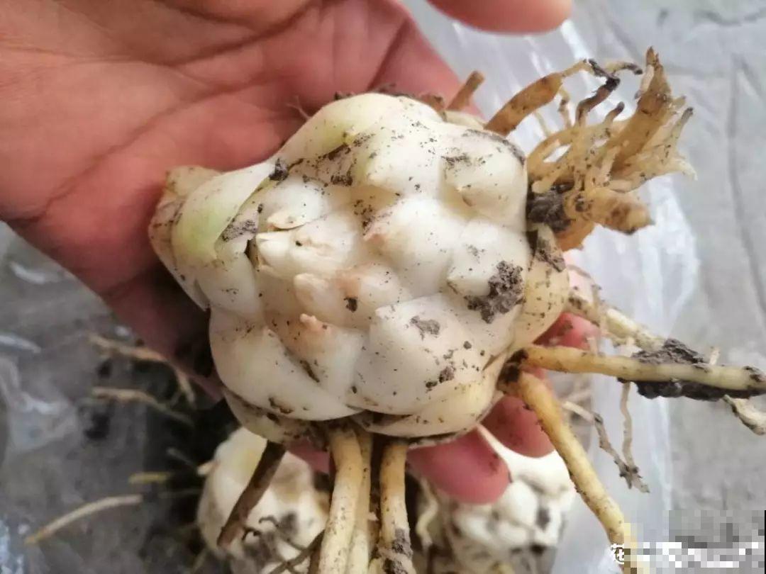 种球一直不开花,扔塑料袋里捂一捂,一周就发芽 种球一直不开花,扔塑料袋里捂一捂,一周就发芽