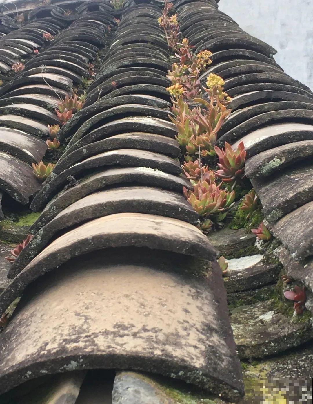 不死鸟太震撼了，长满整个屋顶，感觉都要压塌了