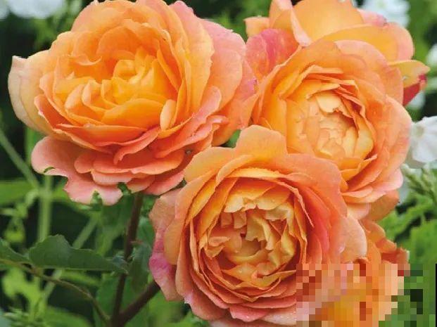 这种花品种多,花型好,养了你就爱上了! 这种花品种多,花型好,养了你就爱上了!