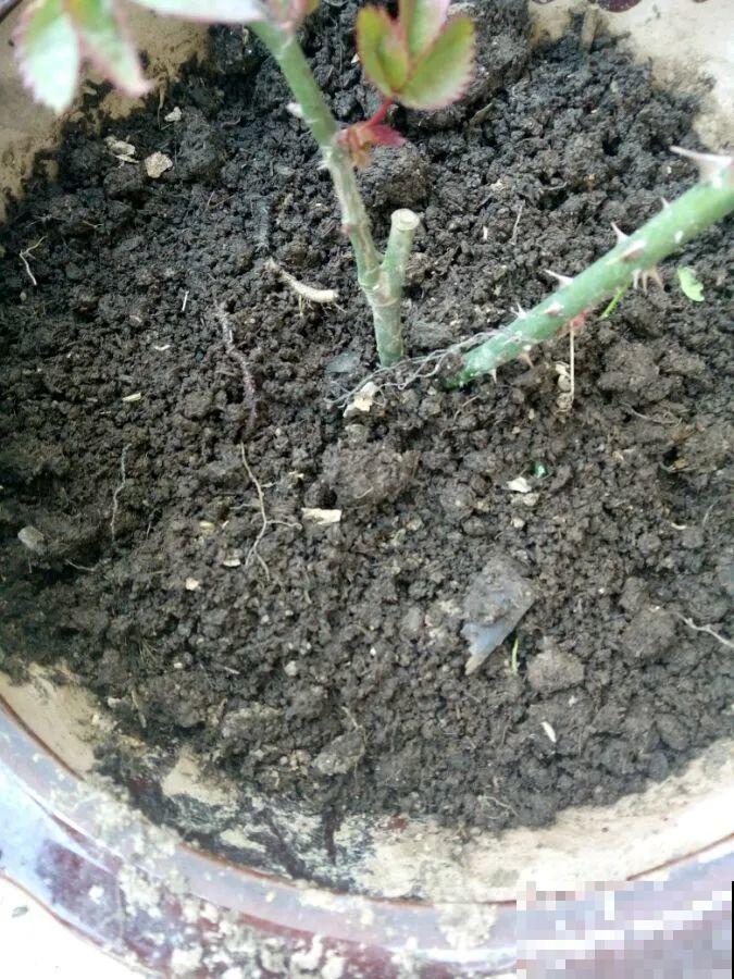 最好用的养花肥，盆里撒一把，1年不用换盆了！