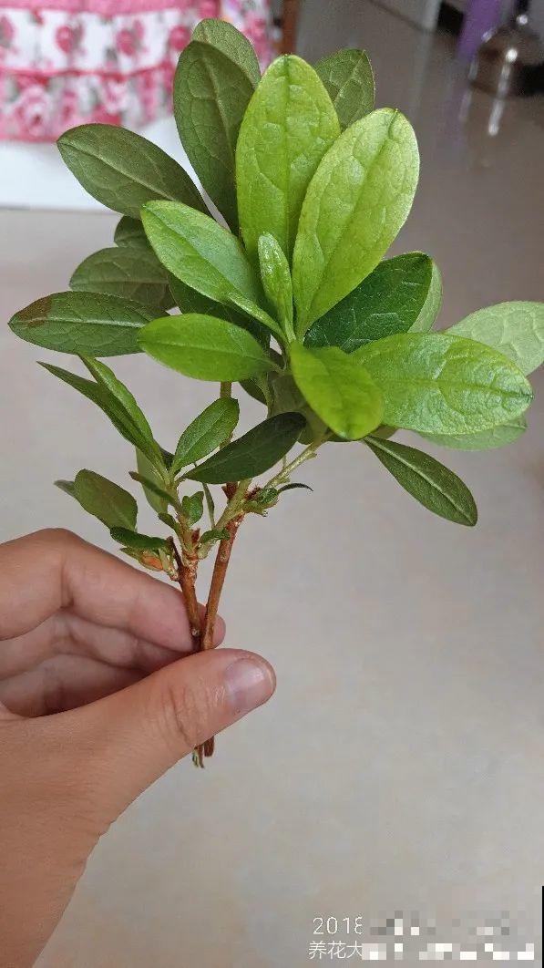 冬天扦插，只用一张塑料薄膜，就能长出小嫩芽