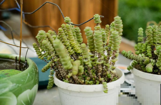 钱串秋天爱“犯病”，找准3个原因，钱串呼呼长！