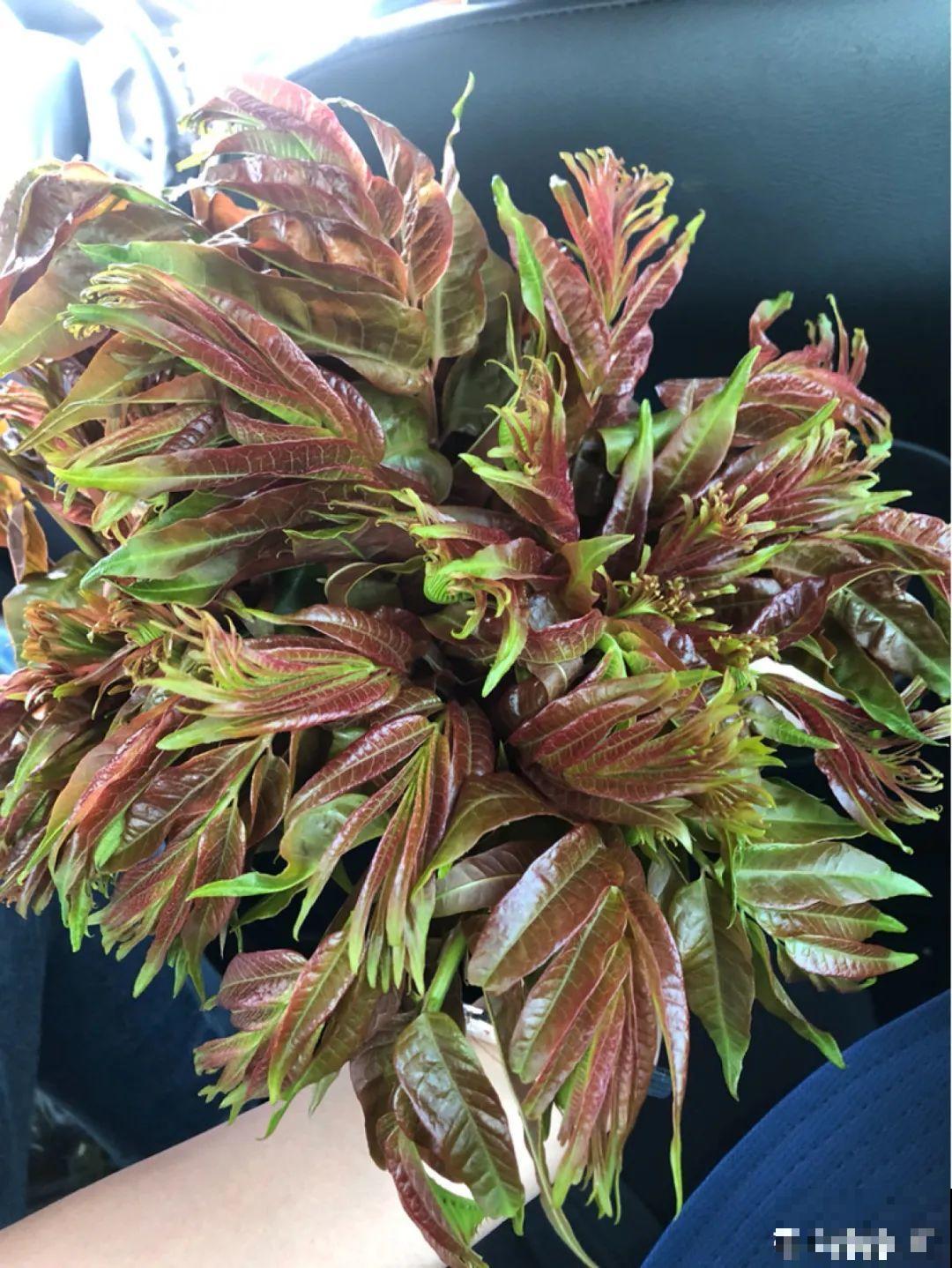 50种小时候常见的野草，现在几乎见不到了