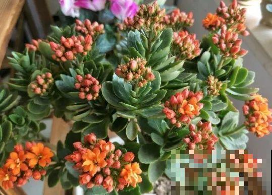 最大的长寿老桩,7年时间,养成盆景! 最大的长寿老桩,7年时间,养成盆景!