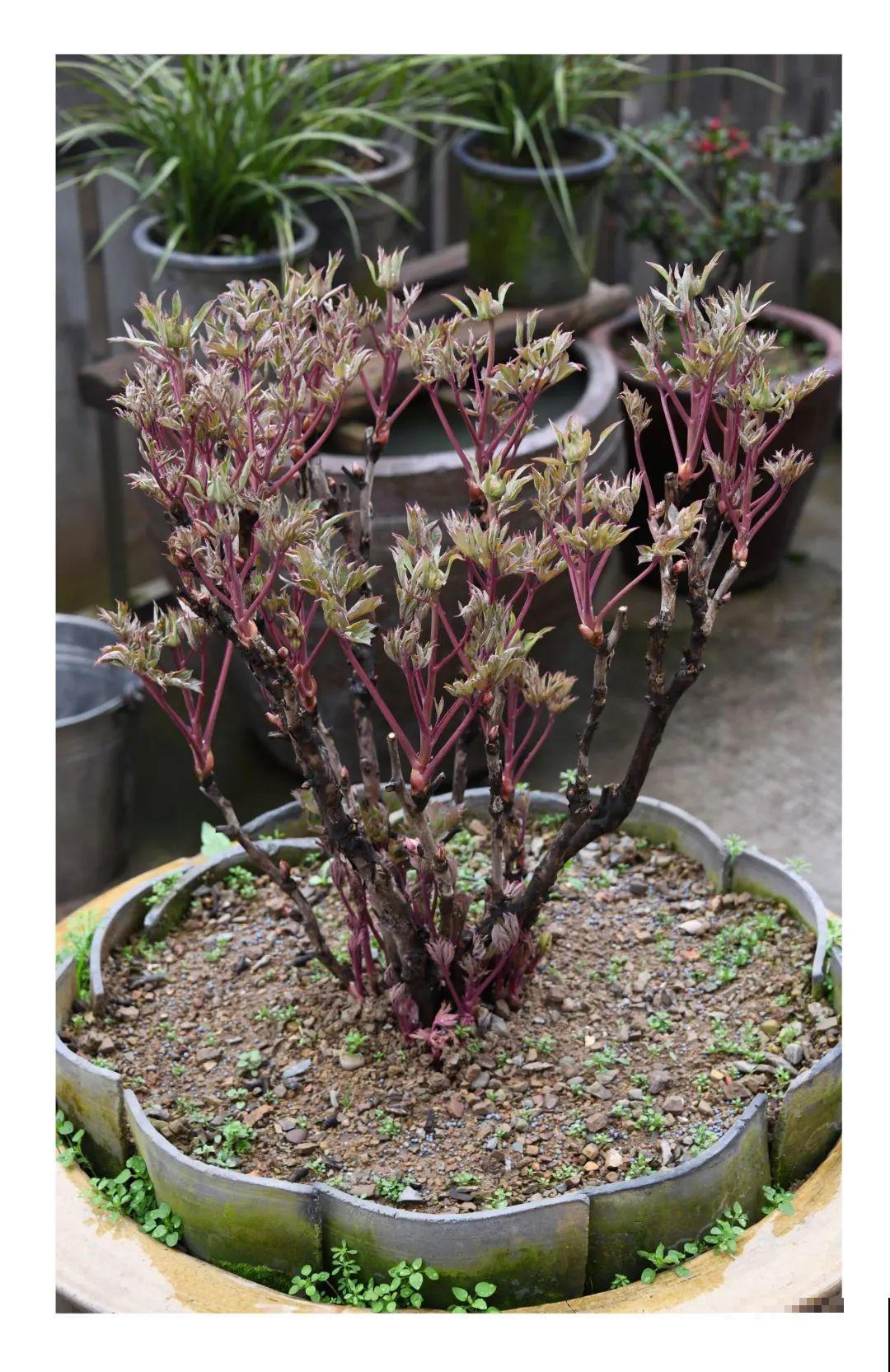 南方花友请注意，这几种花先别买，买回家就挂！