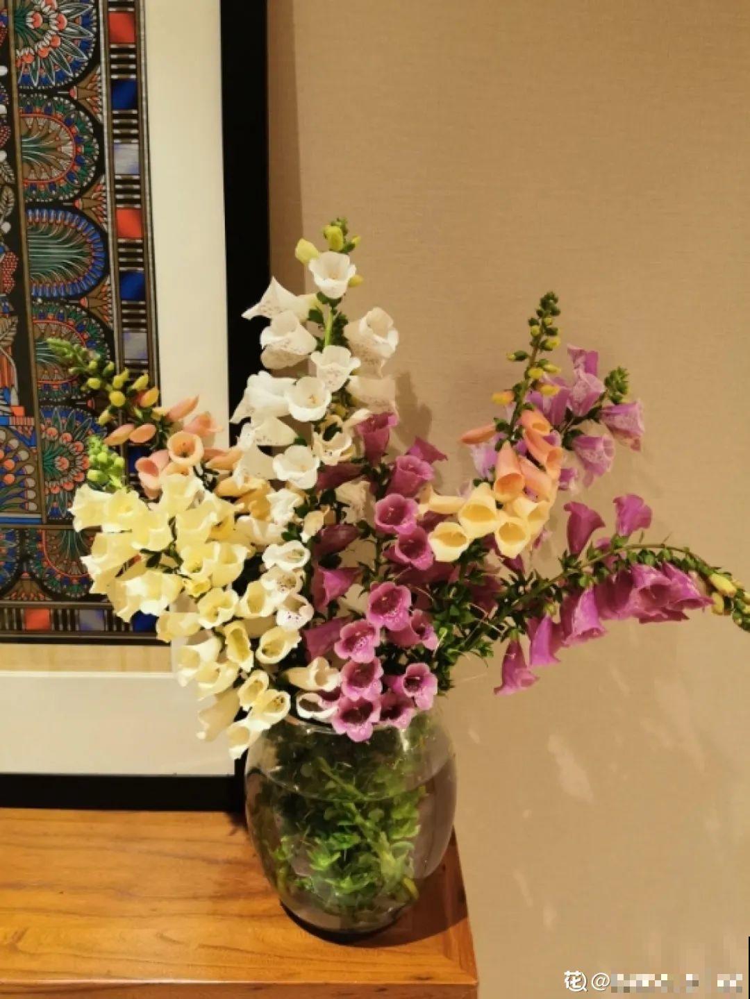 飞燕草竖着长，开花冲房顶，一串串真美！