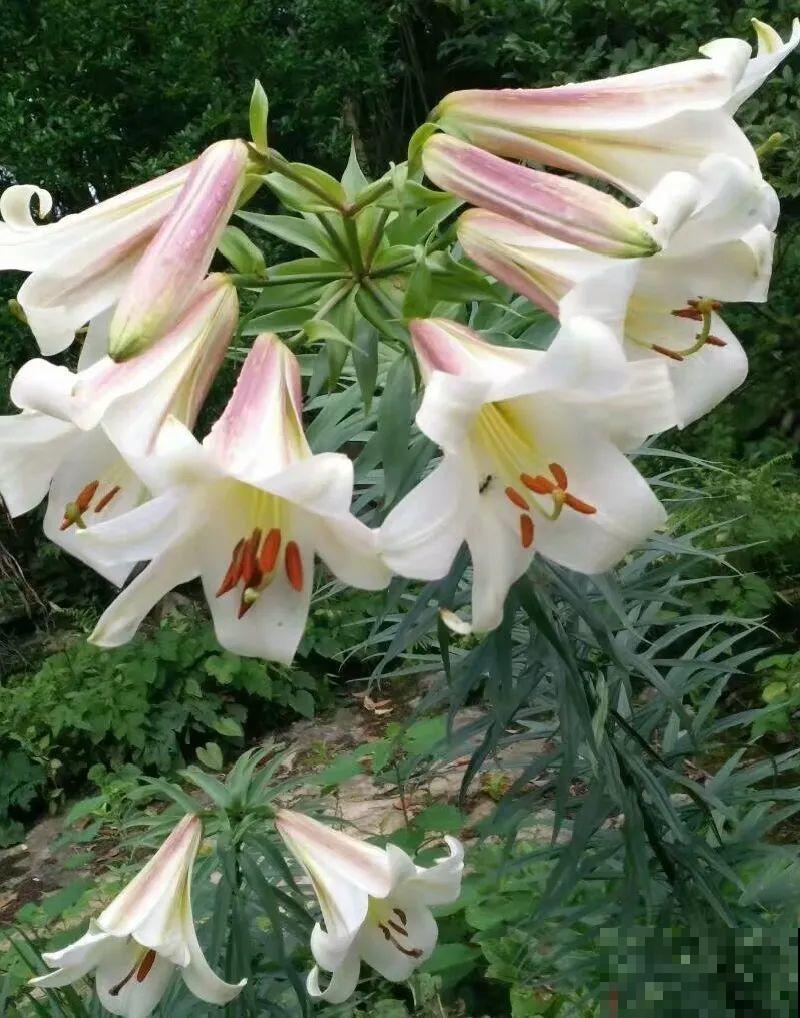 家养的花，开败之后还能炖，一点也不亏