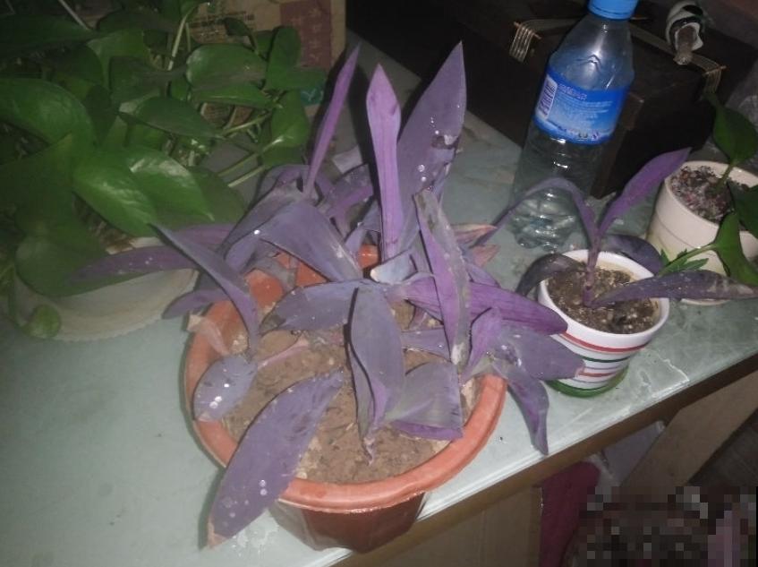 紫竹梅紫得高贵，忽略一件事，叶子变成“丑陋绿”，太难看！