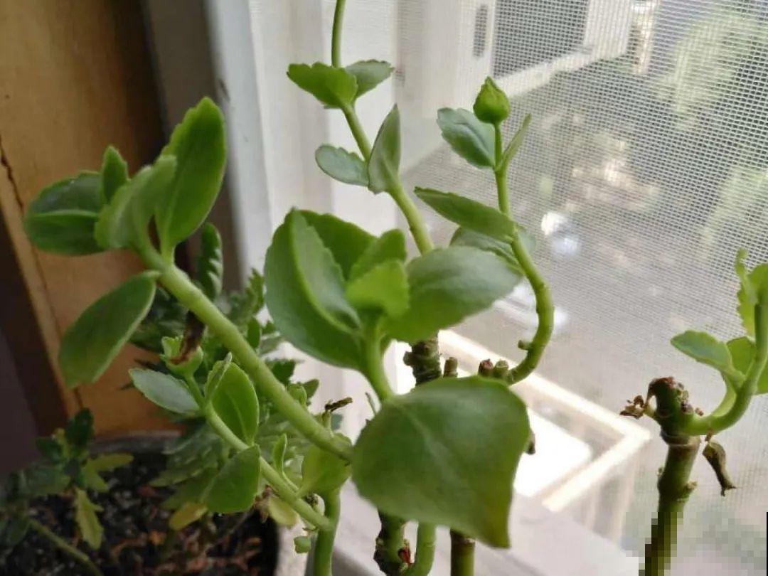 天凉了，9种花不能修剪，剪了以后不开花！