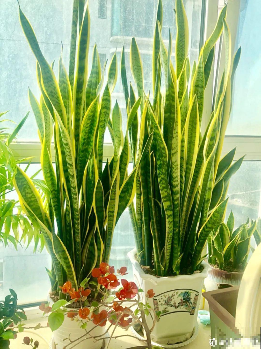 秋天降温快，家里养这9种花，要赶紧搬进屋了