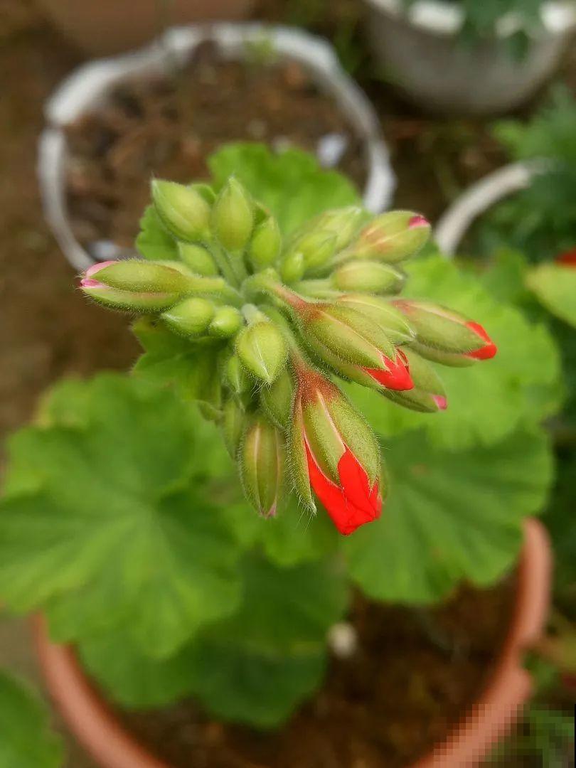 南方花友请注意，这几种花先别买，买回家就挂！