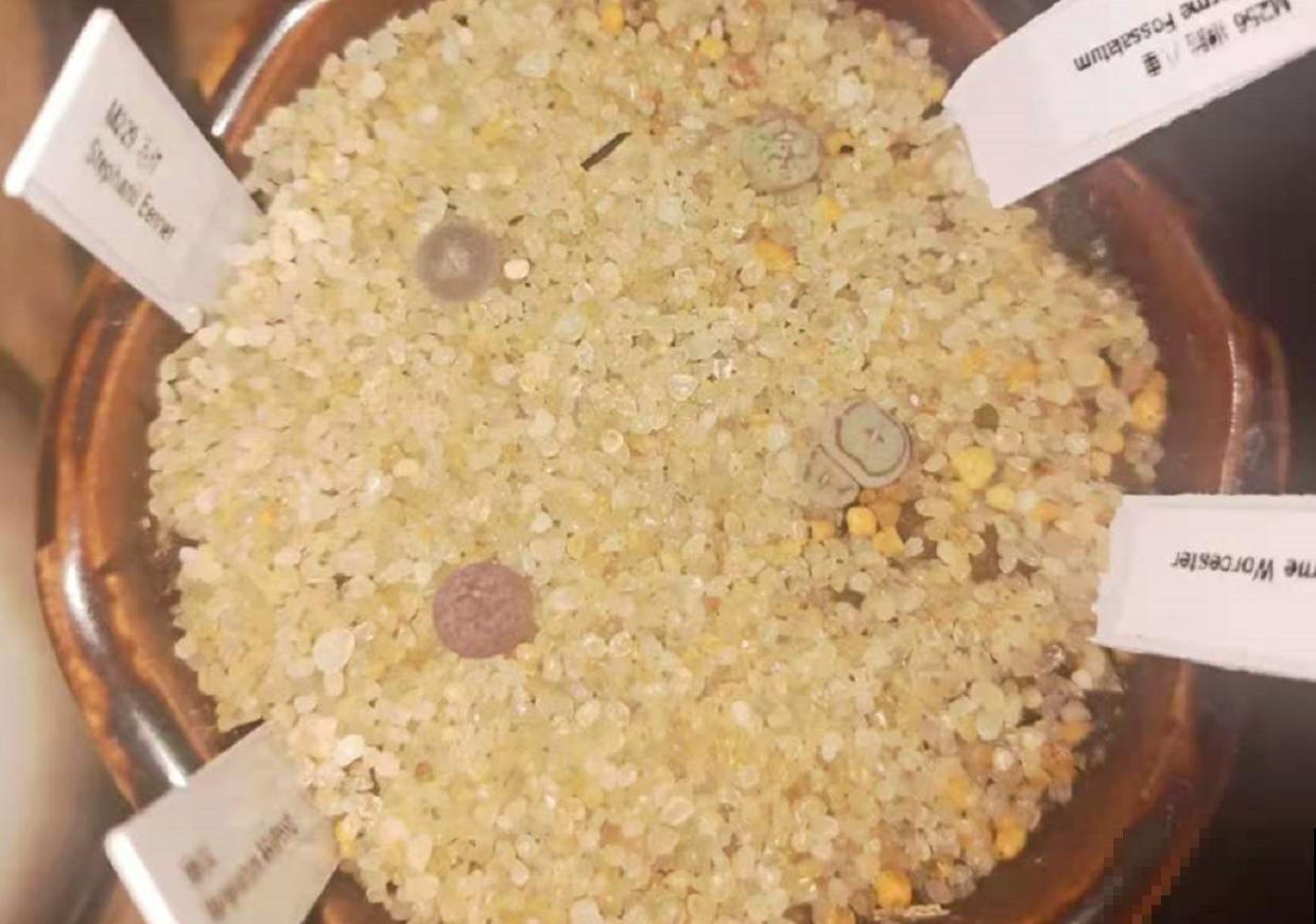 这种“小家伙”叫毛肉锥，毛茸茸，圆鼓鼓，比河豚还“霸气”！