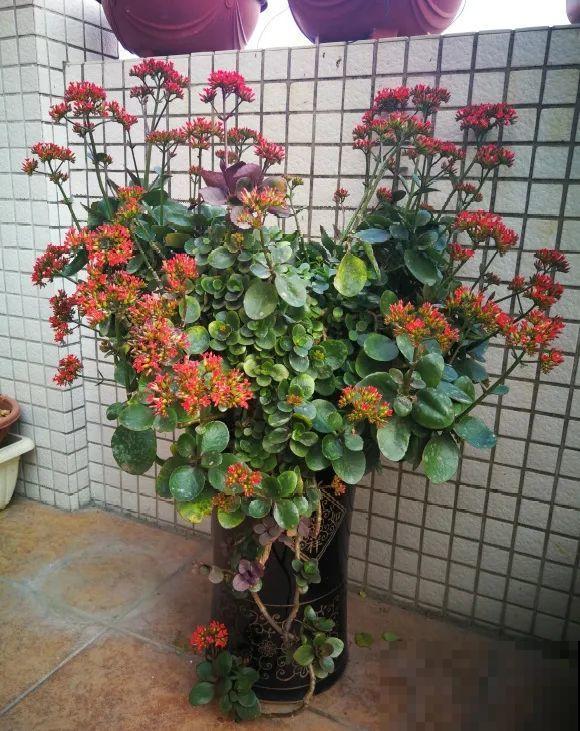 最大的长寿老桩,7年时间,养成盆景! 最大的长寿老桩,7年时间,养成盆景!