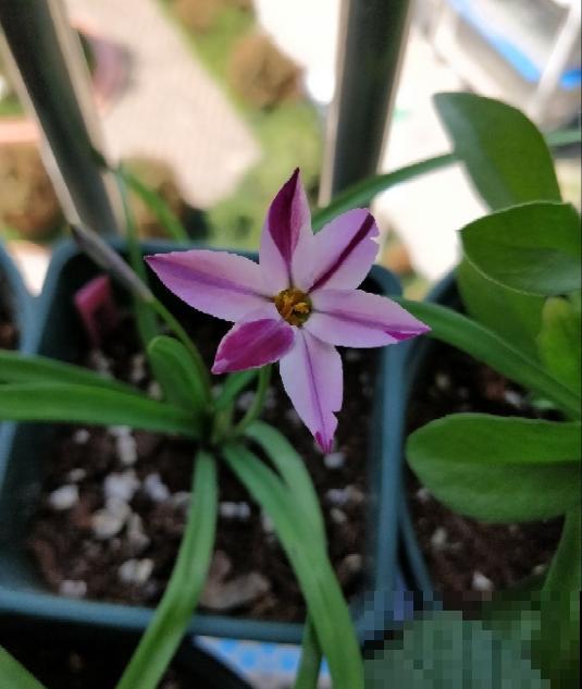 这种花是韭菜味,花朵比星星美,种一盆爱一盆! 这种花是韭菜味,花朵比星星美,种一盆爱一盆!