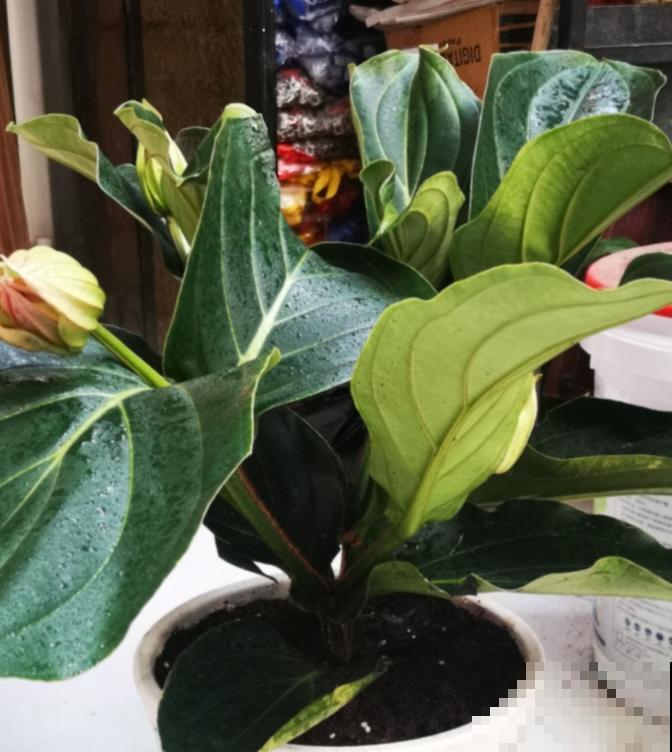 花中贵妇宝莲灯,娇气不好养,但是气质特高雅 花中贵妇宝莲灯,娇气不好养,但是气质特高雅