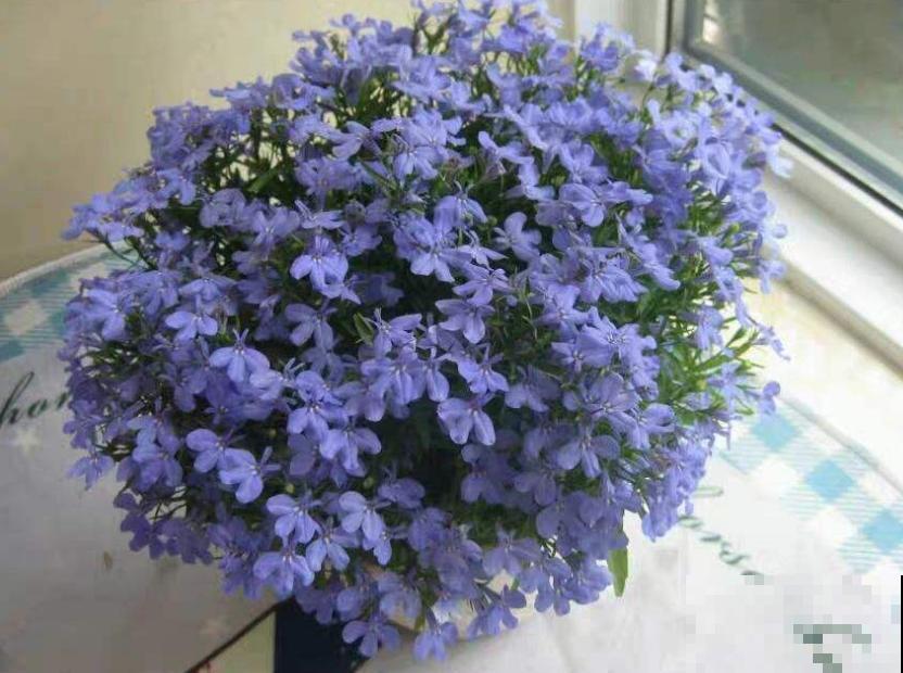 秋季种棵六倍利，很快就开花，花朵撑破盆！