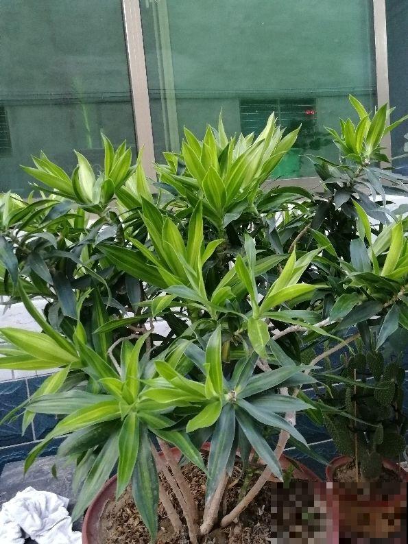 家里养盆“吉祥竹”，枝干翠绿有生机，寓意日子节节高