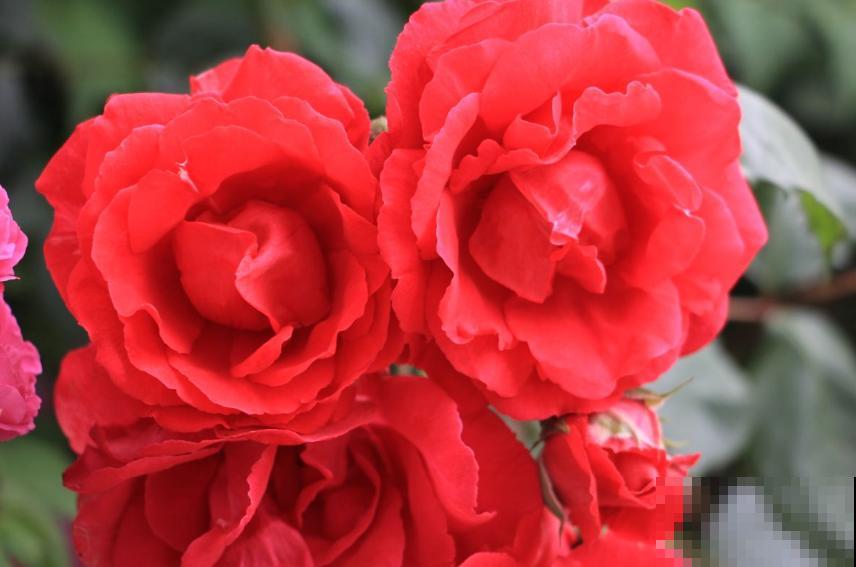 月季苗挑选很重要，规格选不对，努力白费！