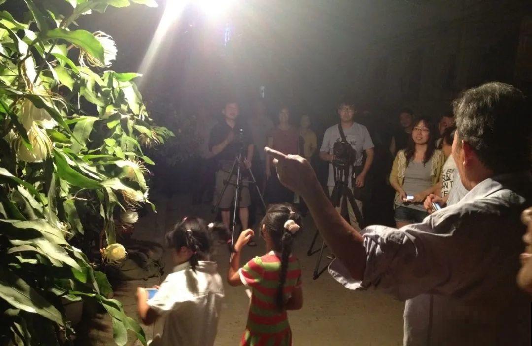 家养的花，开败之后还能炖，一点也不亏