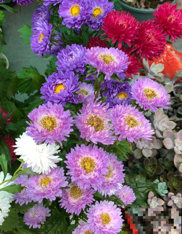 植物命名的5种方式,新奇有趣! 植物命名的5种方式,新奇有趣!