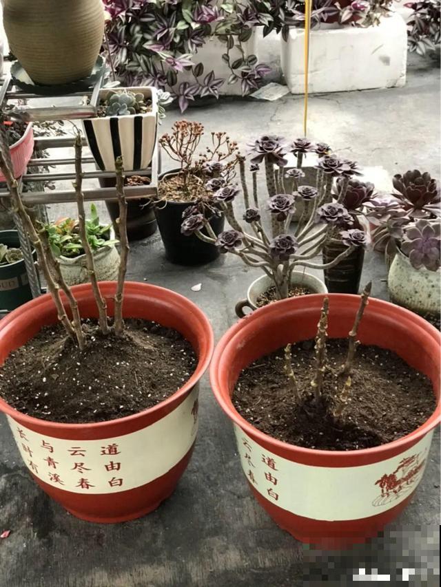 养花人的特点，你中了几条