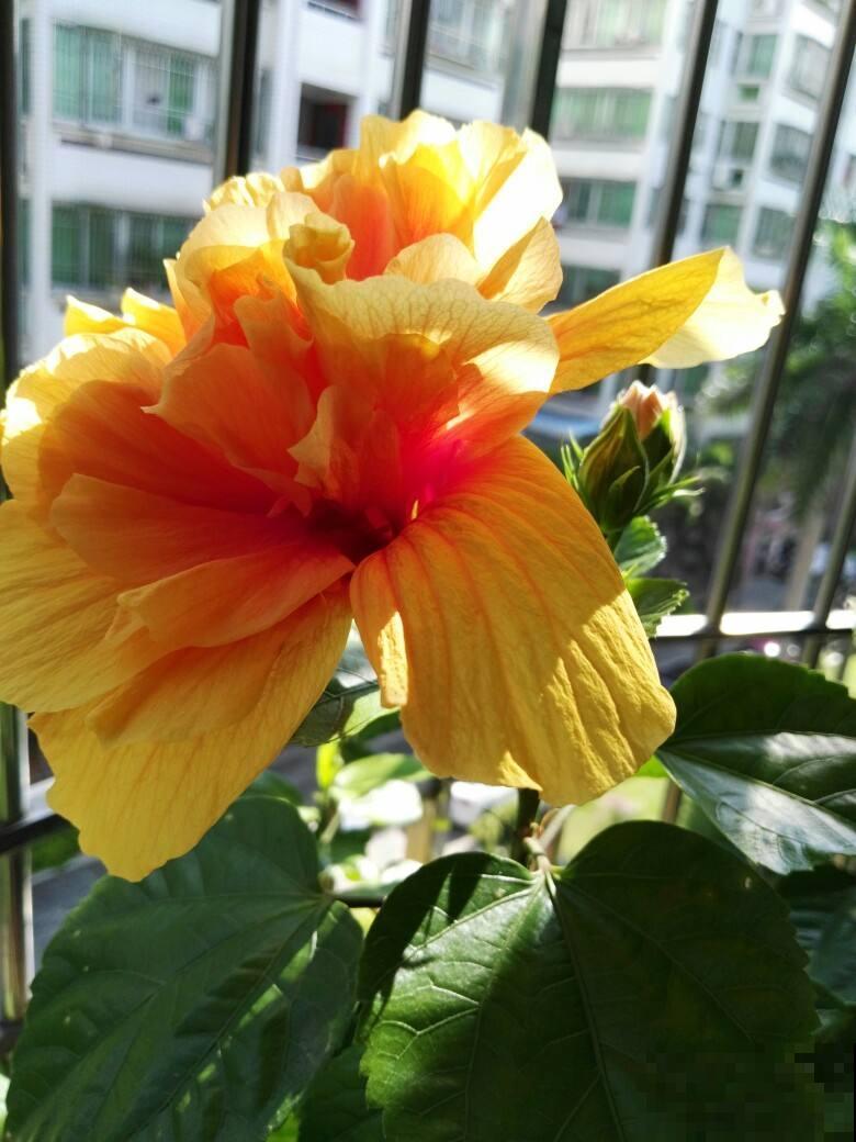 秋天凉风飕飕起，花卉入室要注意，两项工作要做好