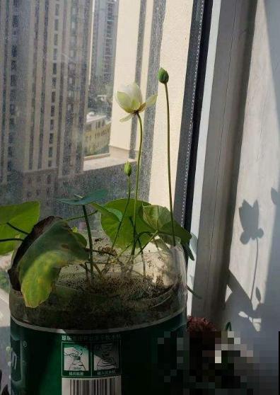 碗莲秋天这么养，来年立叶快，花开不断！