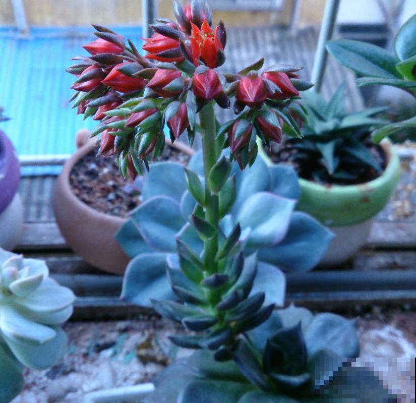 这5种多肉爱开花,花朵还极美,没见过亏大了! 这5种多肉爱开花,花朵还极美,没见过亏大了!