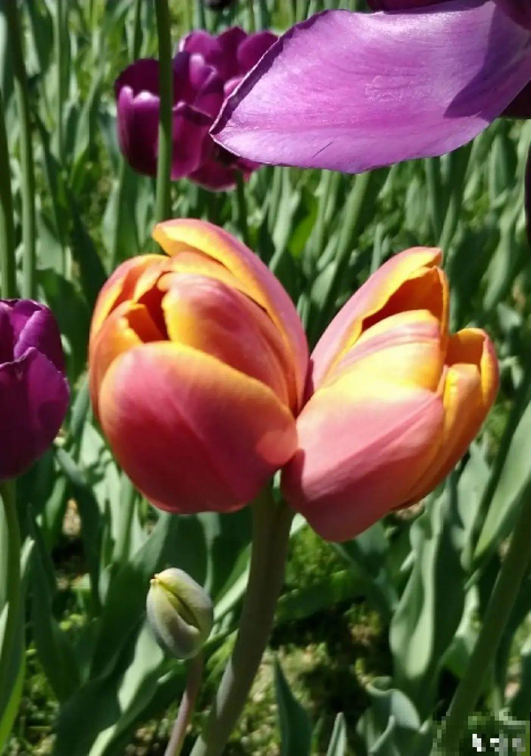 南方花友请注意，这几种花先别买，买回家就挂！