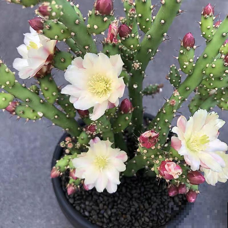 10种小众花，见过的人很少，养一盆特别有面子！