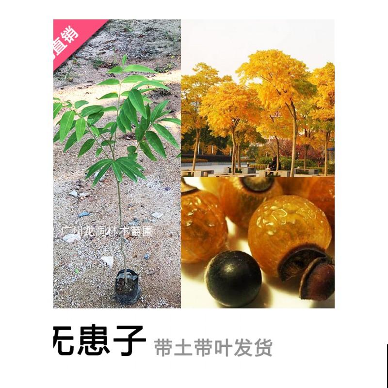 油患子树用处多多，果子沾水搓一搓，比香皂还好用！