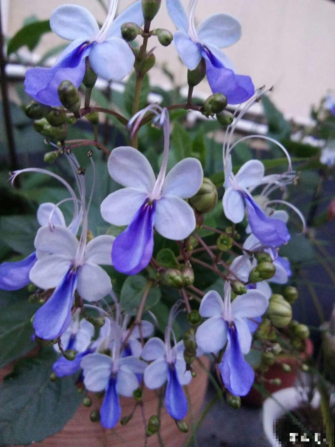 10种小众花，见过的人很少，养一盆特别有面子！