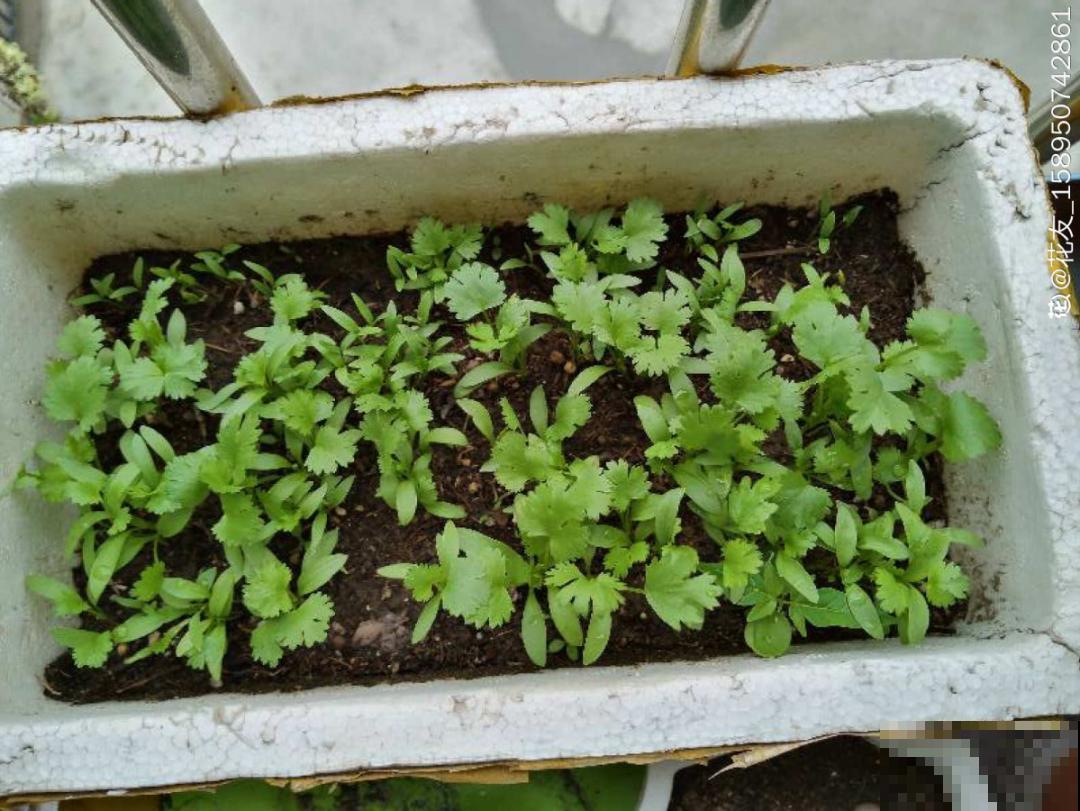 在家找个泡沫箱，撒把种子种蔬菜，不用出门买菜