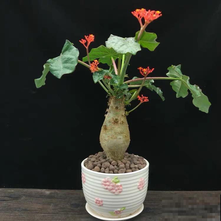 10种小众花，见过的人很少，养一盆特别有面子！