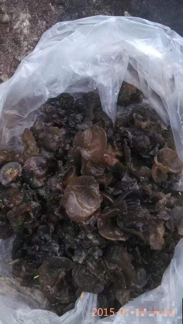 深秋天气干燥,多吃木耳滋阴润肺,常吃对身体好 深秋天气干燥,多吃木耳滋阴润肺,常吃对身体好