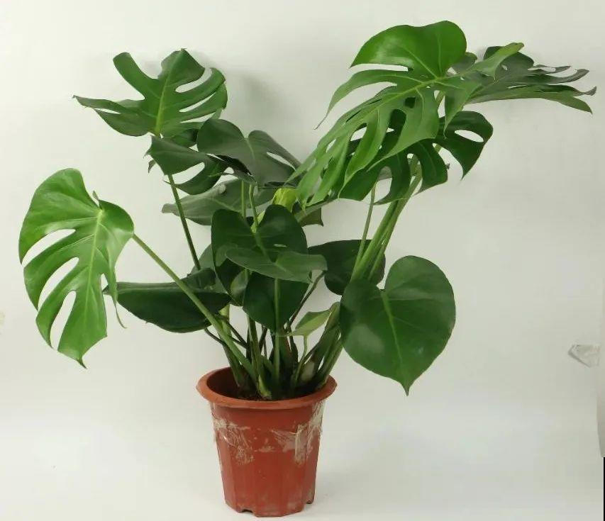 想省心就养这些花,没有病虫害,就爱开花! 想省心就养这些花,没有病虫害,就爱开花!