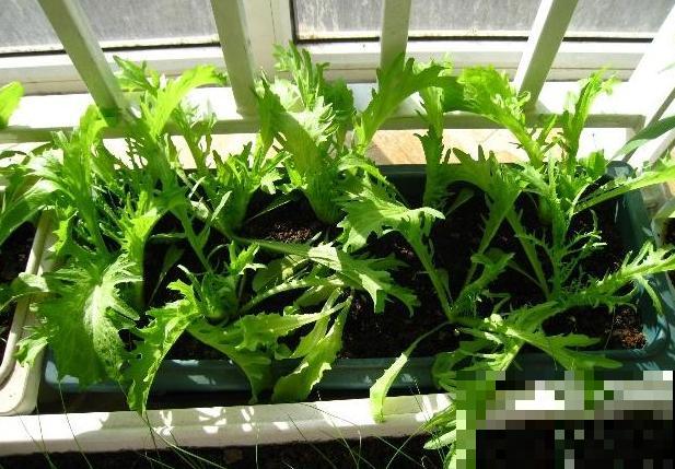 茼蒿菜这样养，一年四季不愁吃，特省钱！