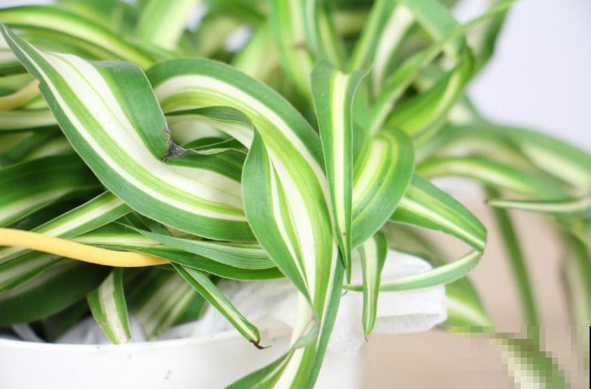 家里养盆卷叶吊兰,叶片卷曲似法国女郎,太迷人! 家里养盆卷叶吊兰,叶片卷曲似法国女郎,太迷人!