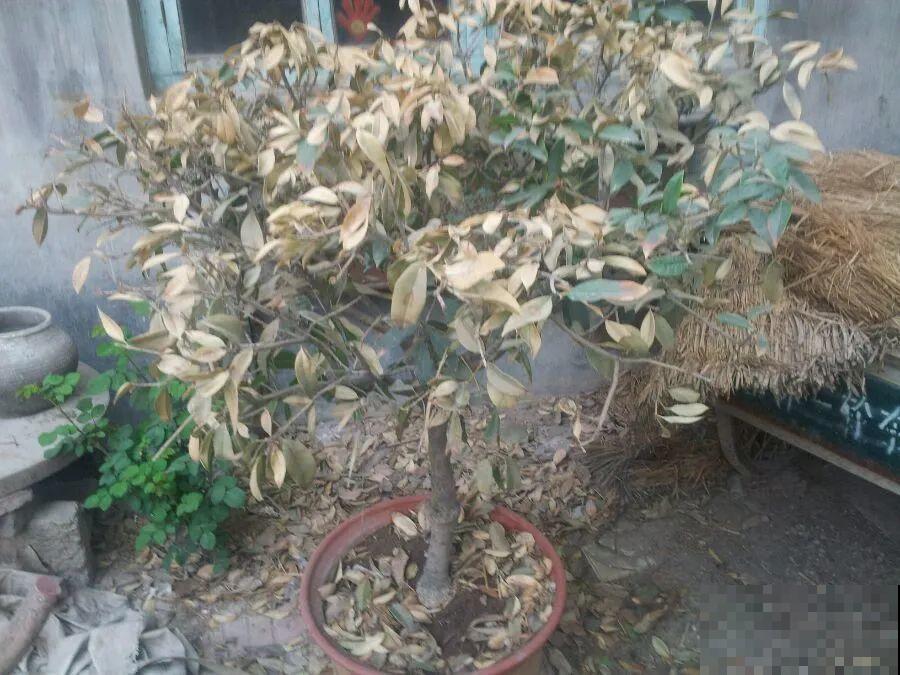 秋天开始降温了,9种花放外面冻一冻,开出饱满大花球 秋天开始降温了,9种花放外面冻一冻,开出饱满大花球